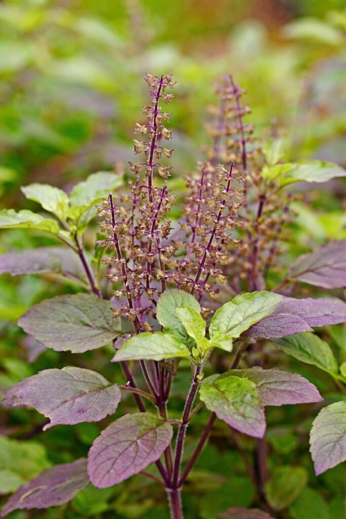 Shyam Tulsi plant showing natural tulsi plant benefits with purple stems and flowers